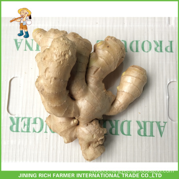 GAP Fresh Ginger For Export High Quality